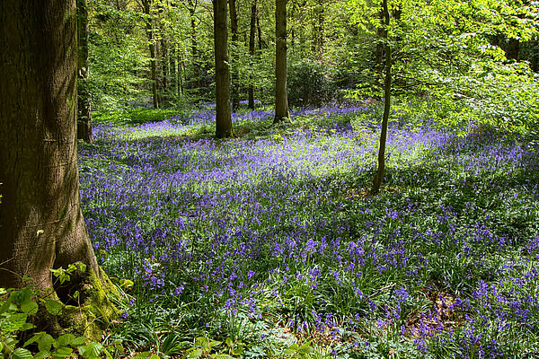 Bluebells in a forest