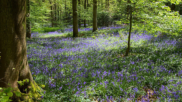 Bluebells in a forest