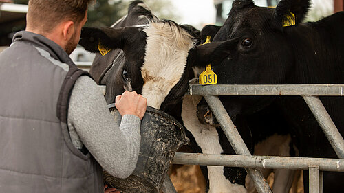 A man facing away from the camera holding a bucket from which a black and white cow is eating.